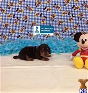 dachshund puppy posted by little paws kennel